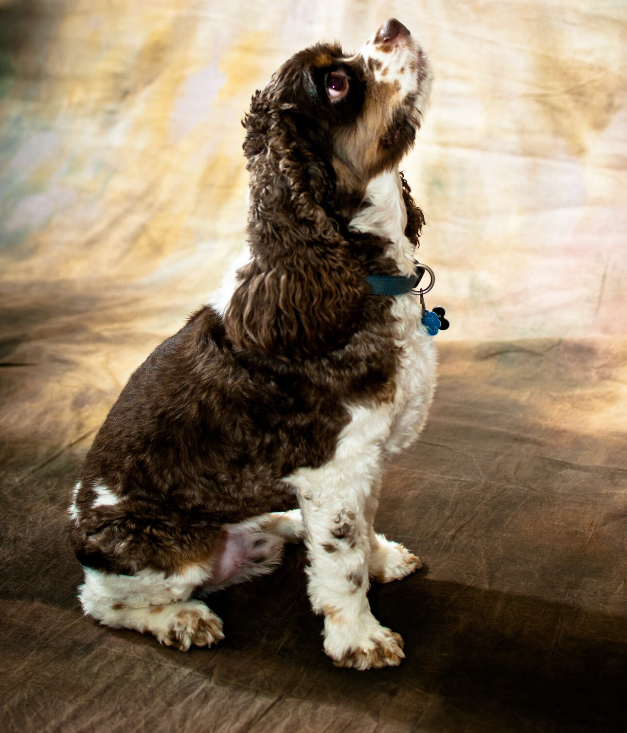 Picture of Charlie, a male cocker spaniel